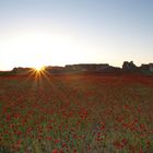 Mar de amapolas