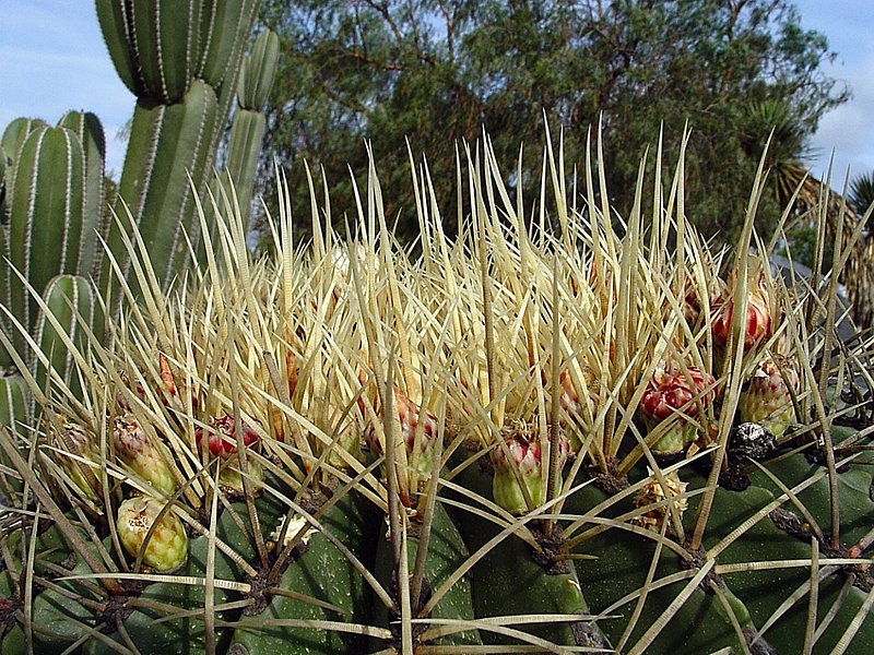 Mar de espinas