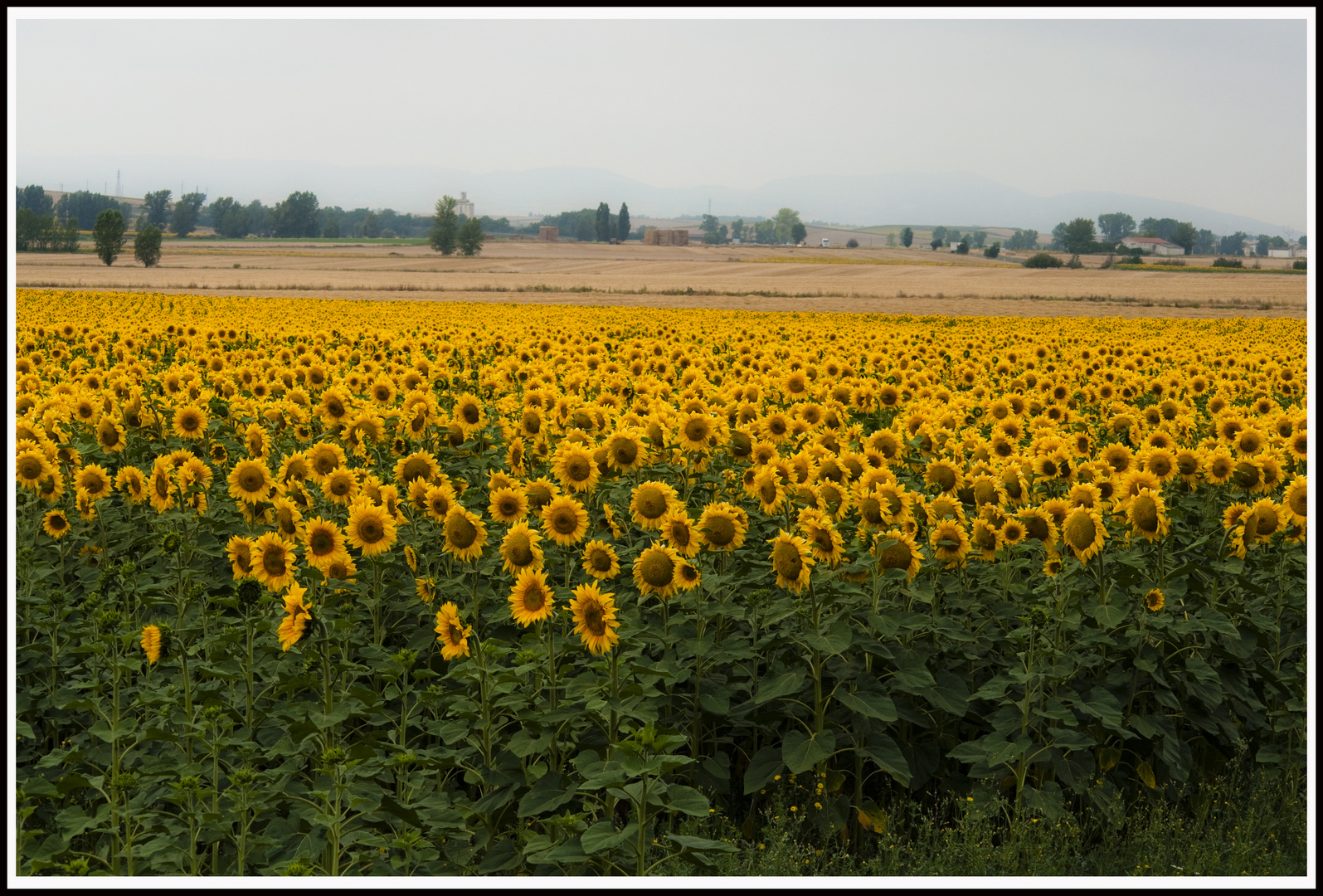 MAR DE GIRASOLES