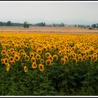 MAR DE GIRASOLES