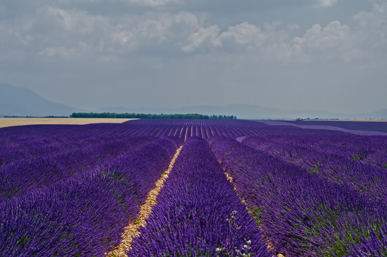 Mar de lavanda en Provenza