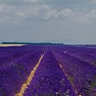 Mar de lavanda en Provenza