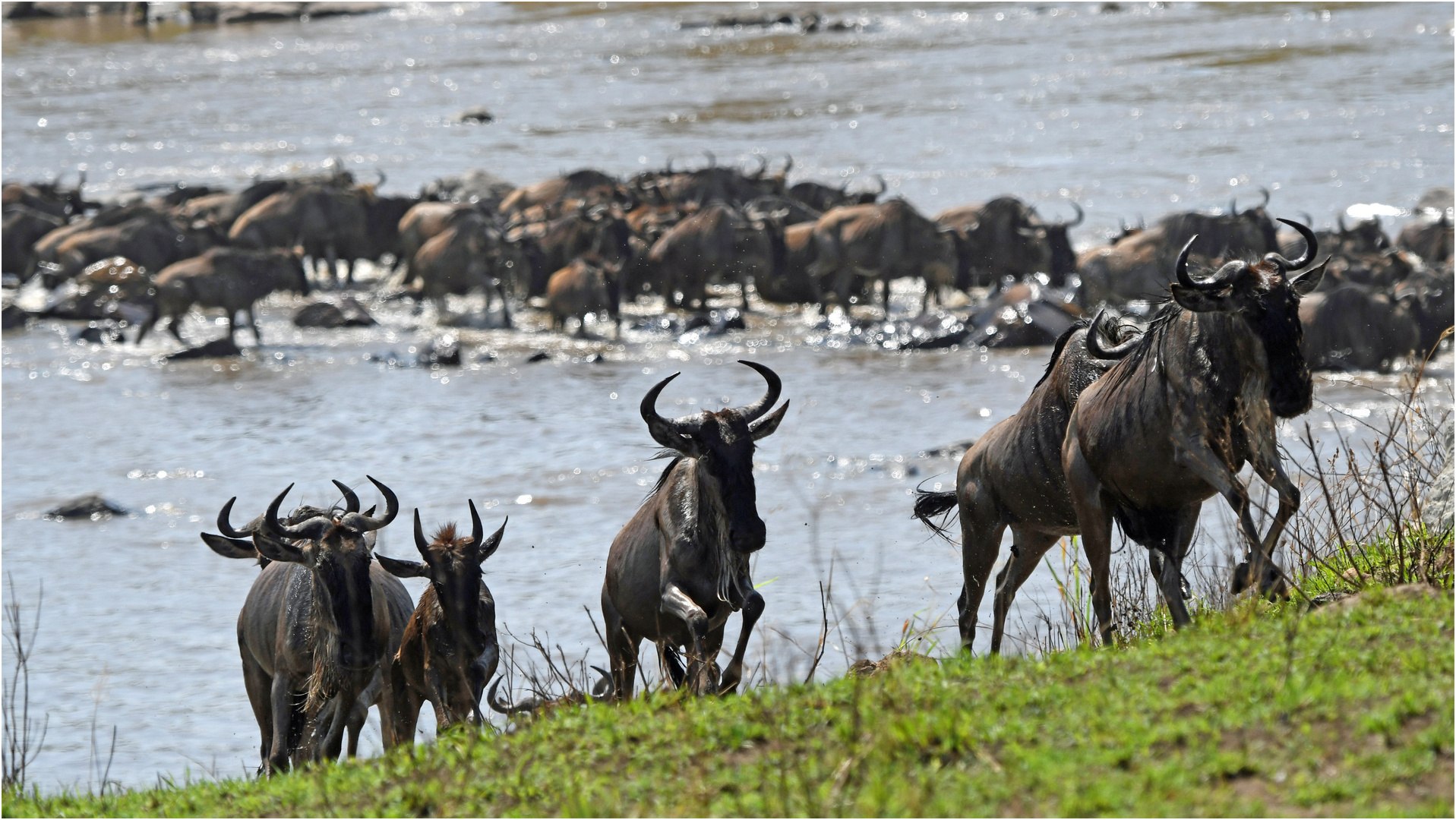 Mara crossing in der Serengeti