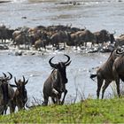 Mara crossing in der Serengeti