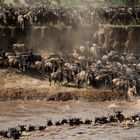 Mara Fluss Überquerung beginnt