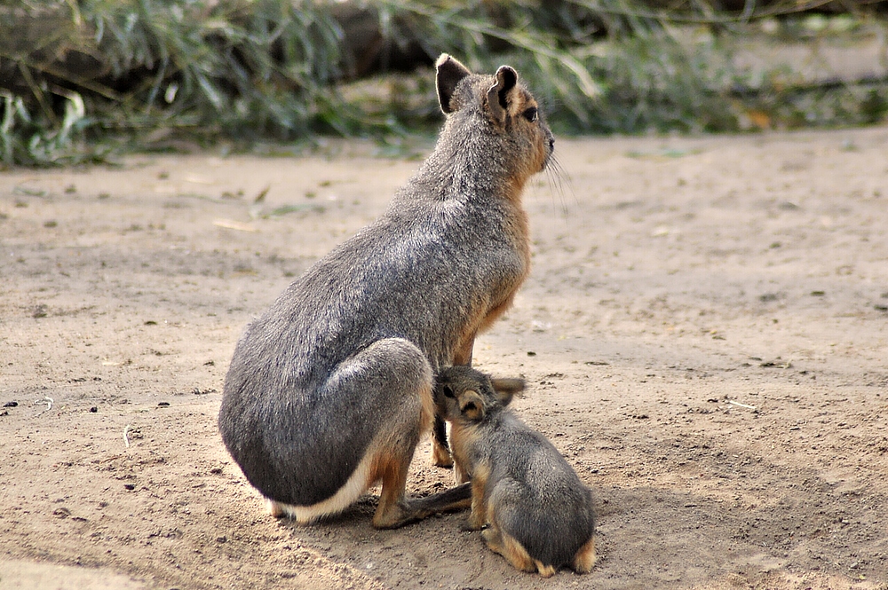 Mara - Guten Appetit!