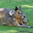 Mara jungtier beim Kuscheln