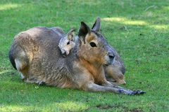 Mara jungtier beim Kuscheln