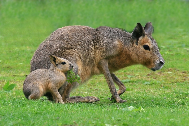 Mara mit Jungtier