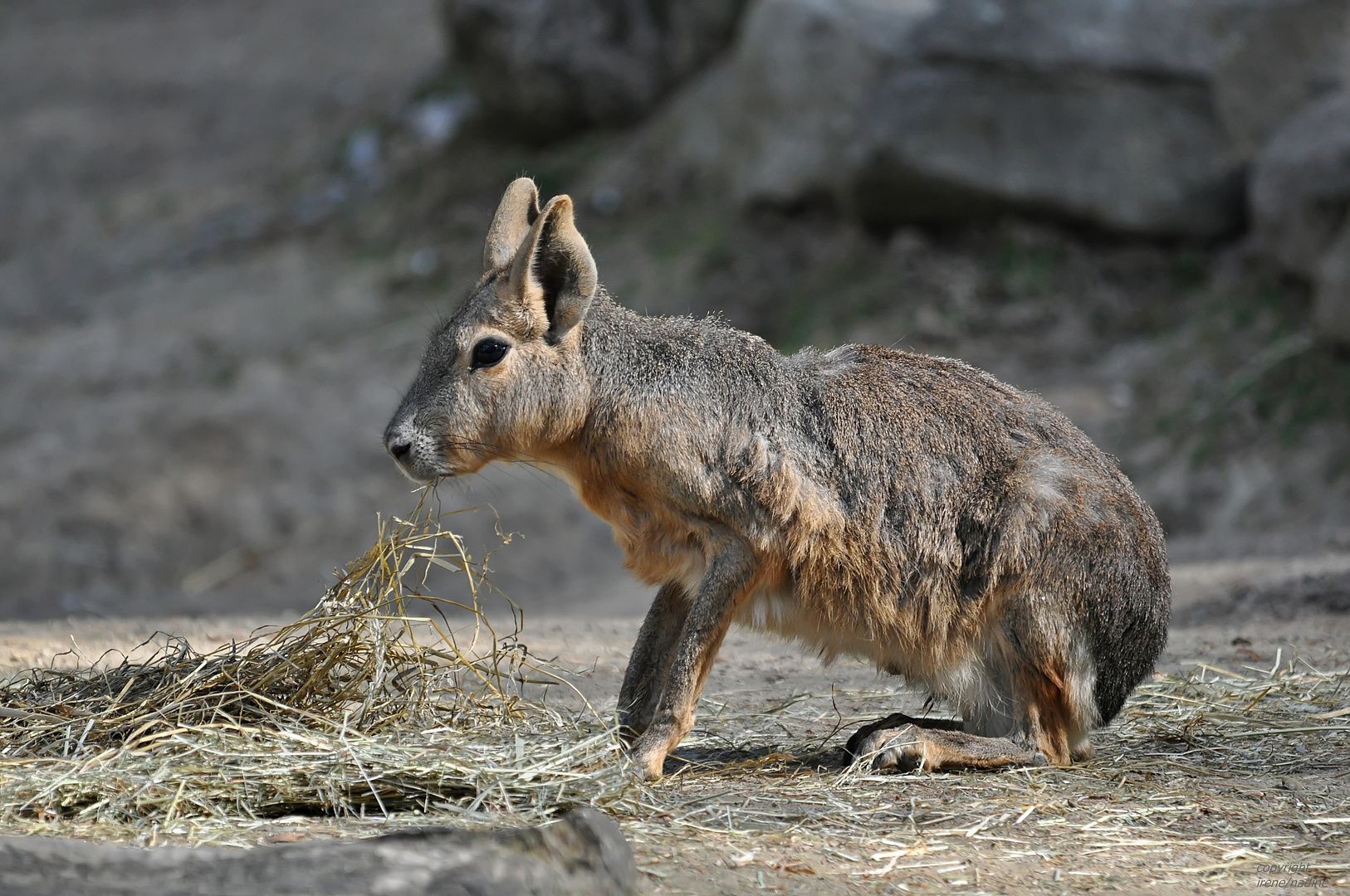 MARA "Mümmelmann"