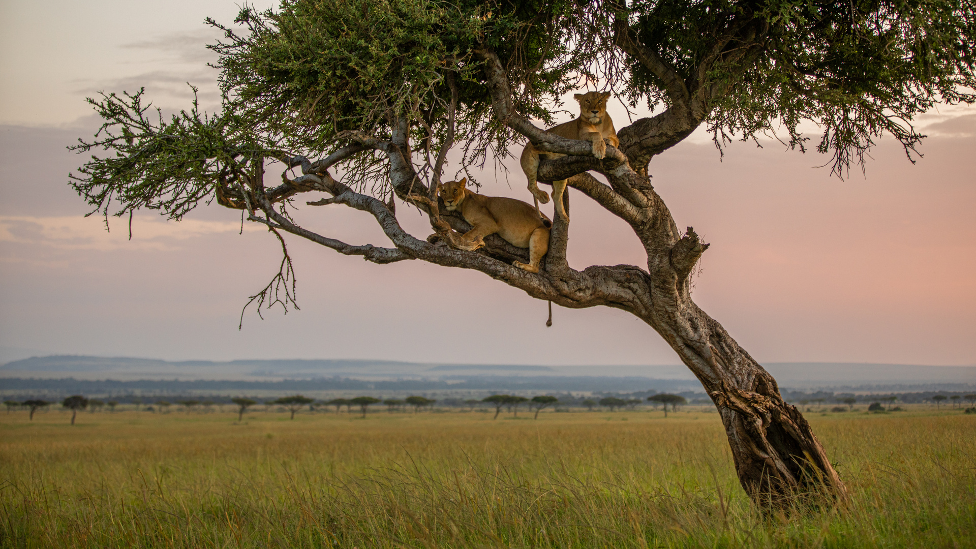 Mara National Reserve