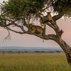 Mara National Reserve