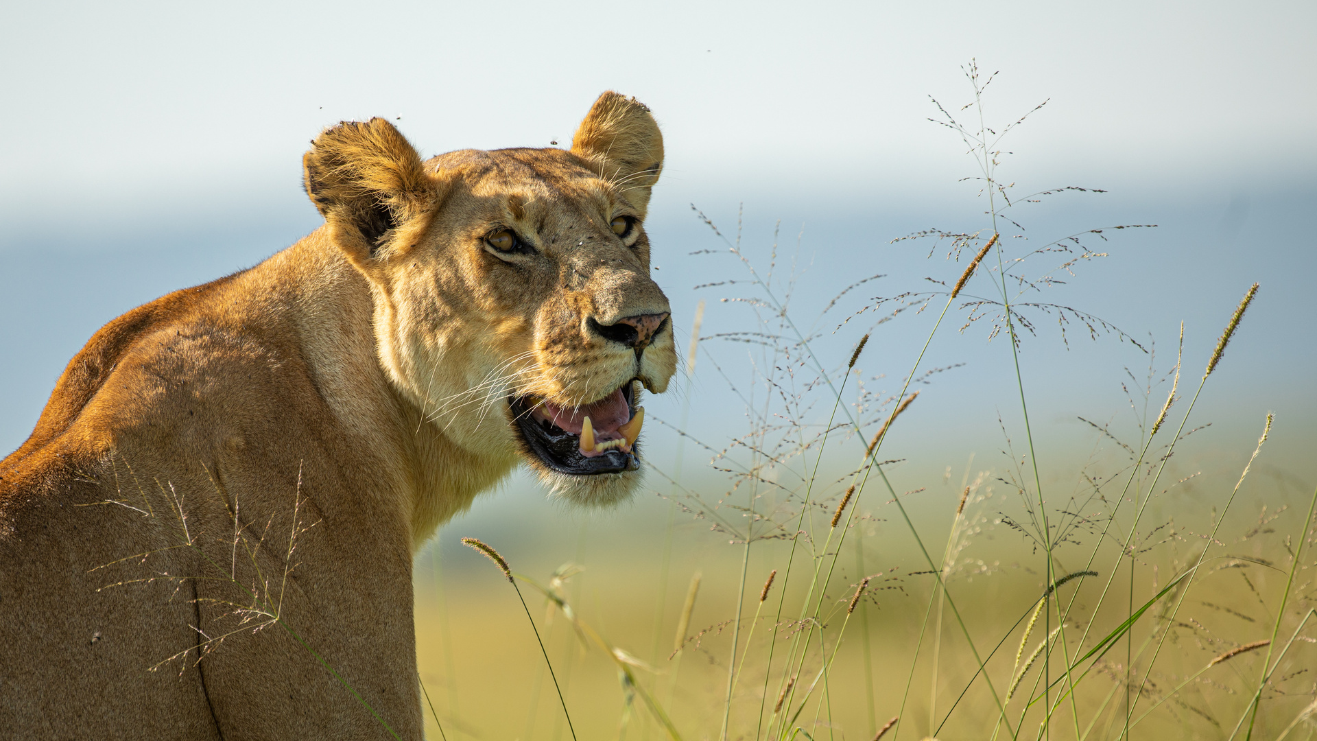 Mara National Reserve 