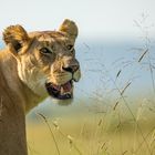 Mara National Reserve 