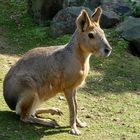 Mara -Pampashase- (Zoo Neuwied / Rhein)