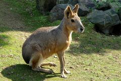 Mara -Pampashase- (Zoo Neuwied / Rhein)