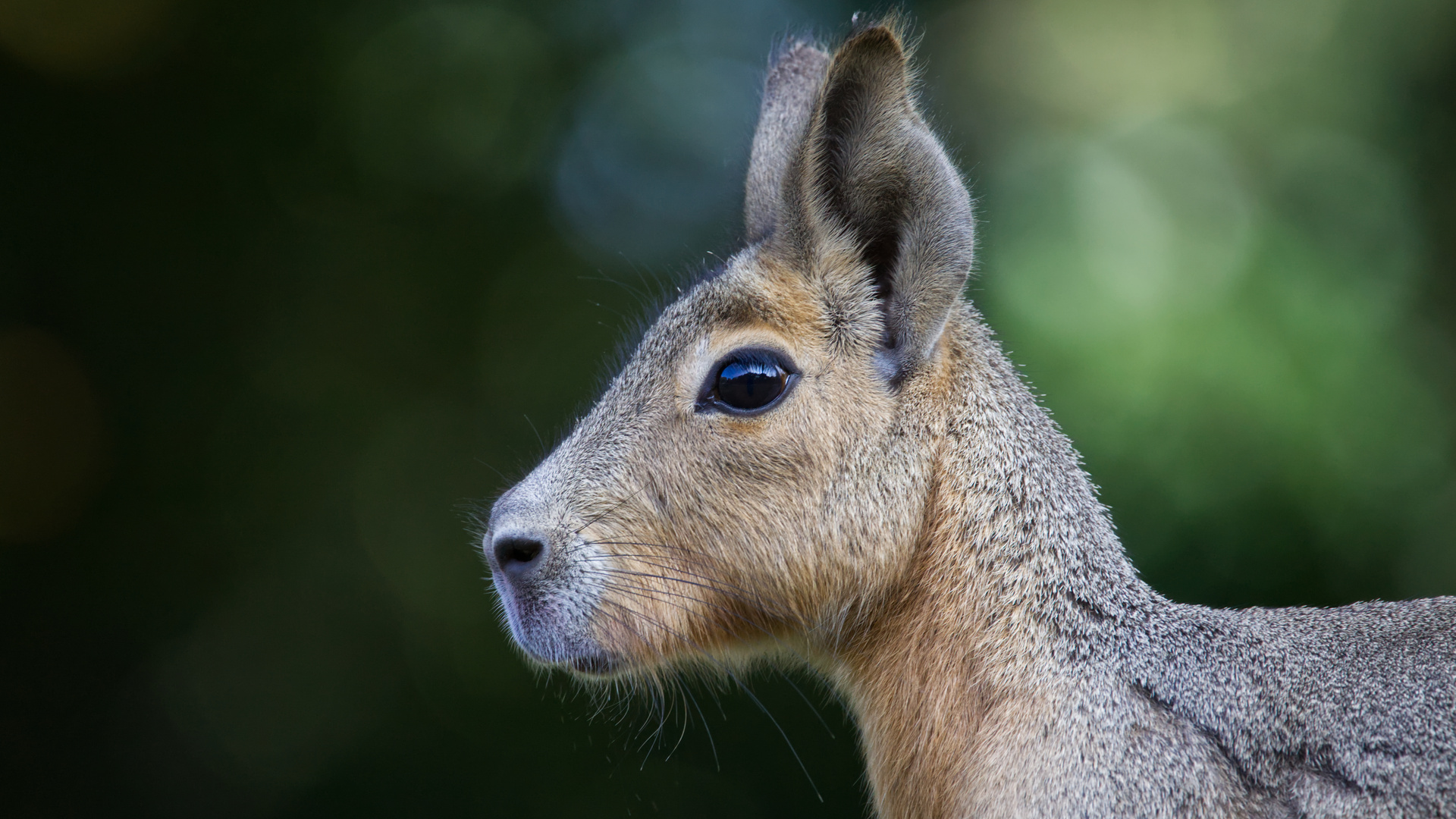 *** Mara-Portrait ***