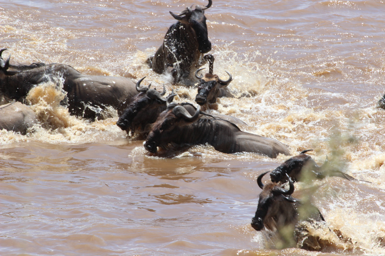 Mara River