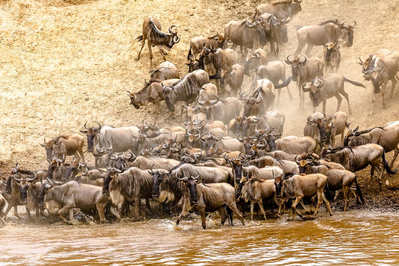 Mara River crossing