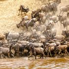 Mara River crossing