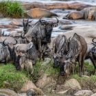 Mara River Crossing