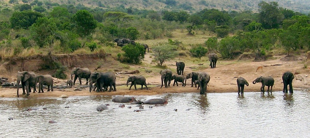 mara river pool bar