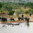 mara river pool bar