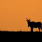 Mara Silhouette