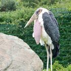 Marabou