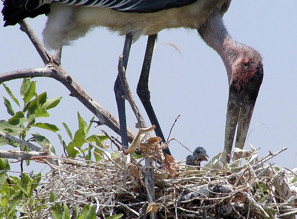 Marabou Storch gerade ausgeschlüpft ??