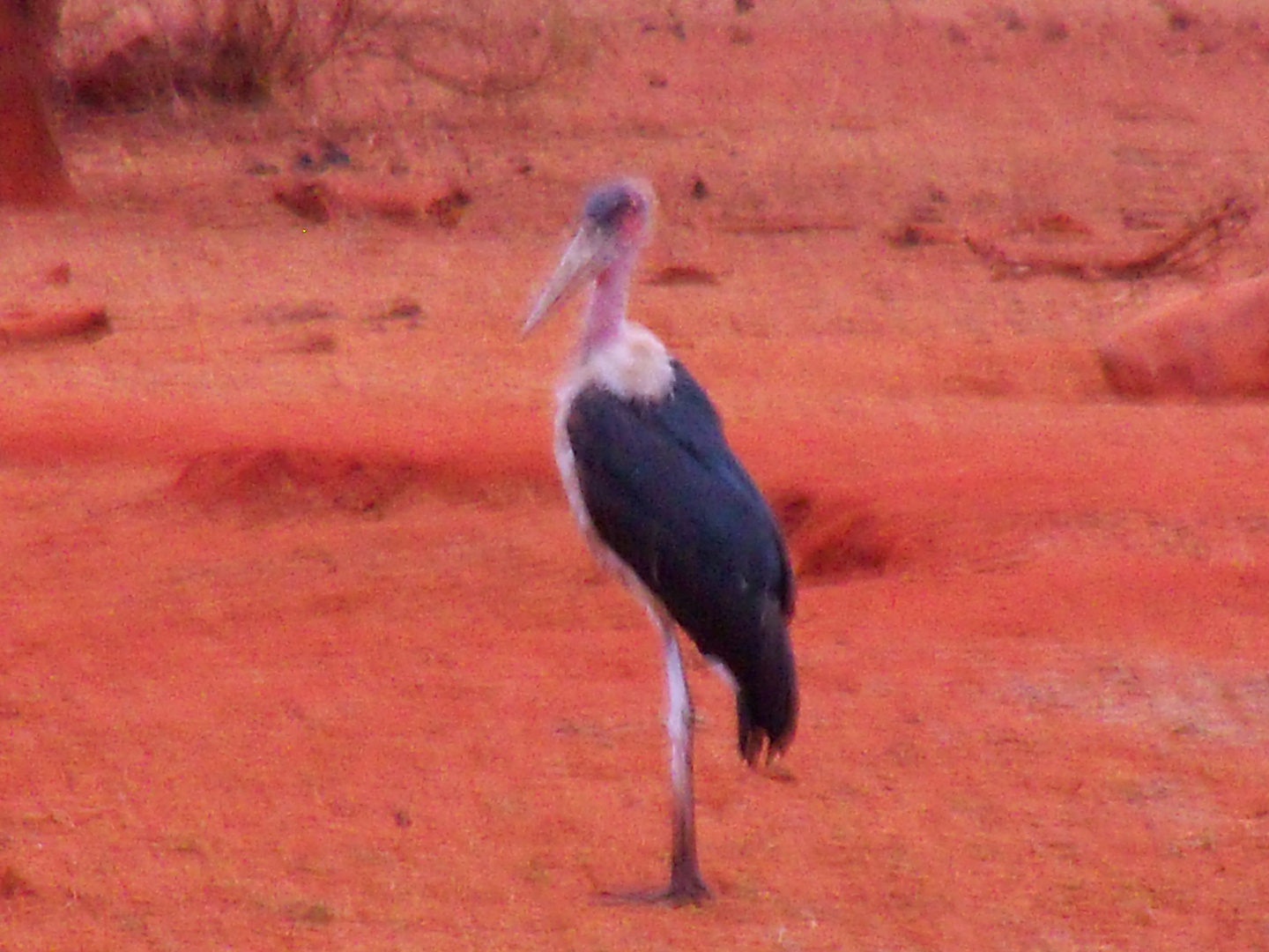 marabout de tsavo est