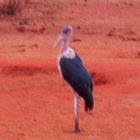 marabout de tsavo est