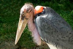 Marabu (2) -Zoo Neuwied / Rhein-