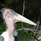 Marabu