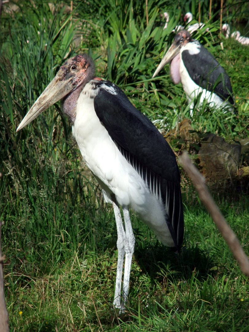 Marabu