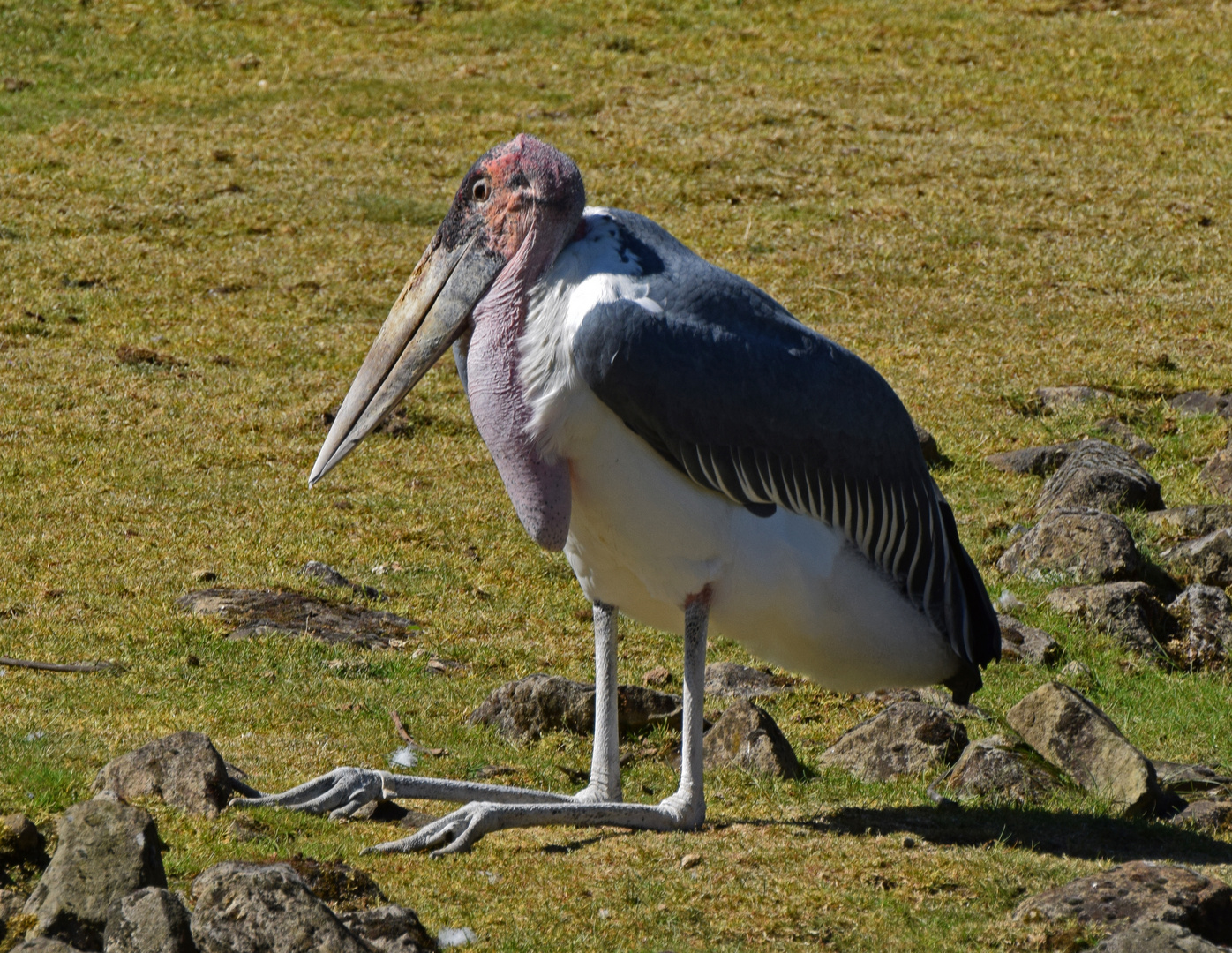 Marabu