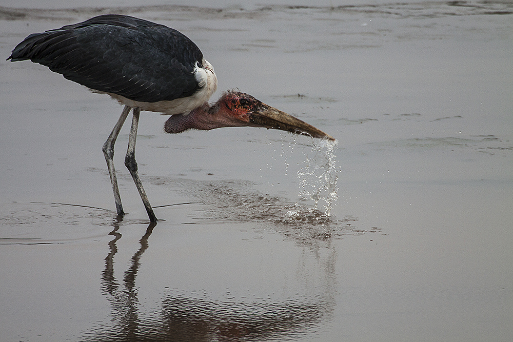 Marabu