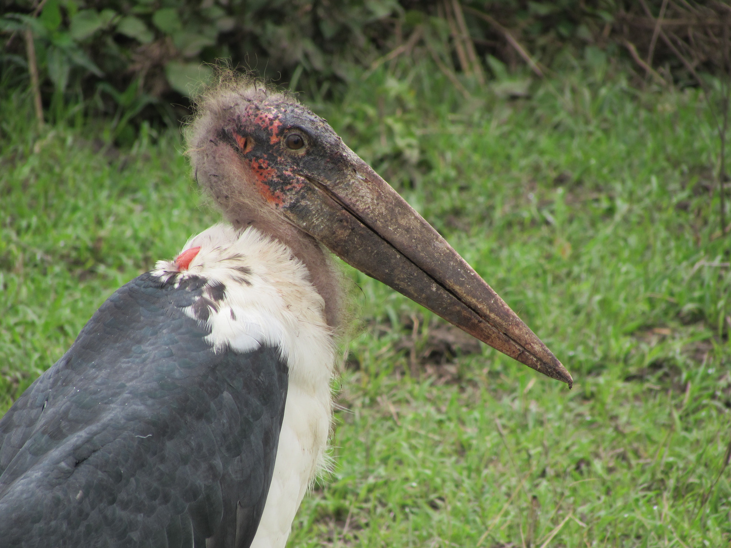 Marabu