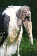 Marabu