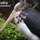 MARABU