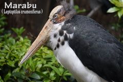 MARABU