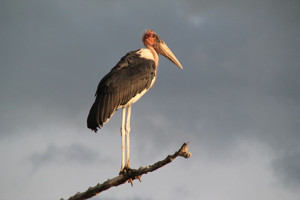 Marabu von AchimWe 