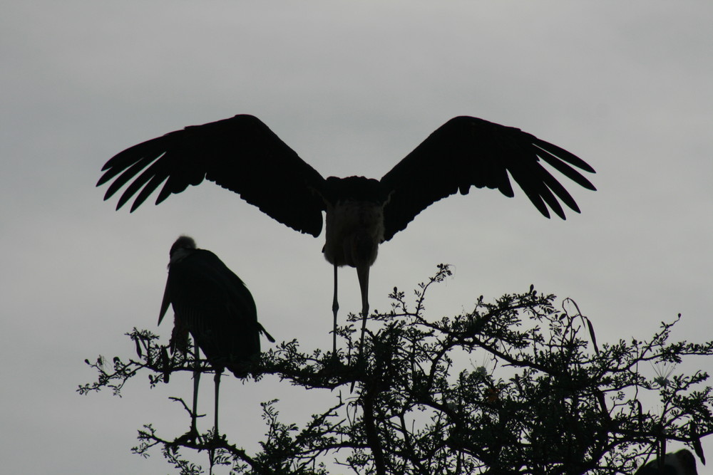 Marabu