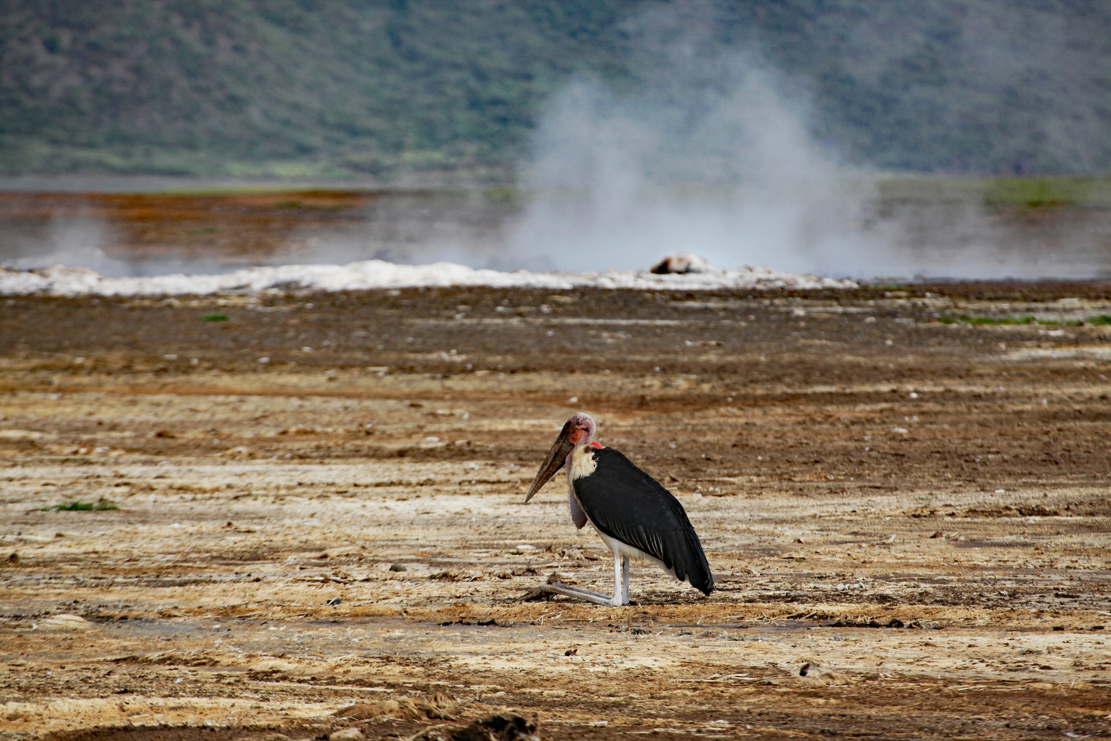 Marabu am Lake Bogoria