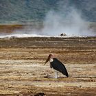 Marabu am Lake Bogoria