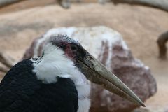 Marabu auf Fuerteventura