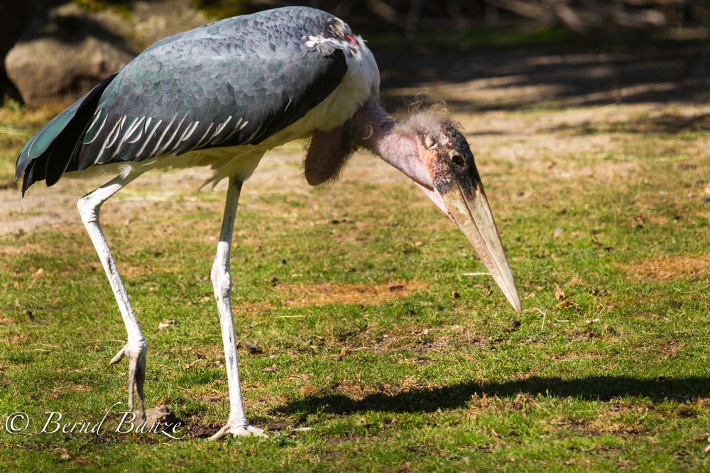 Marabu auf Futtersuche