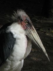 Marabu