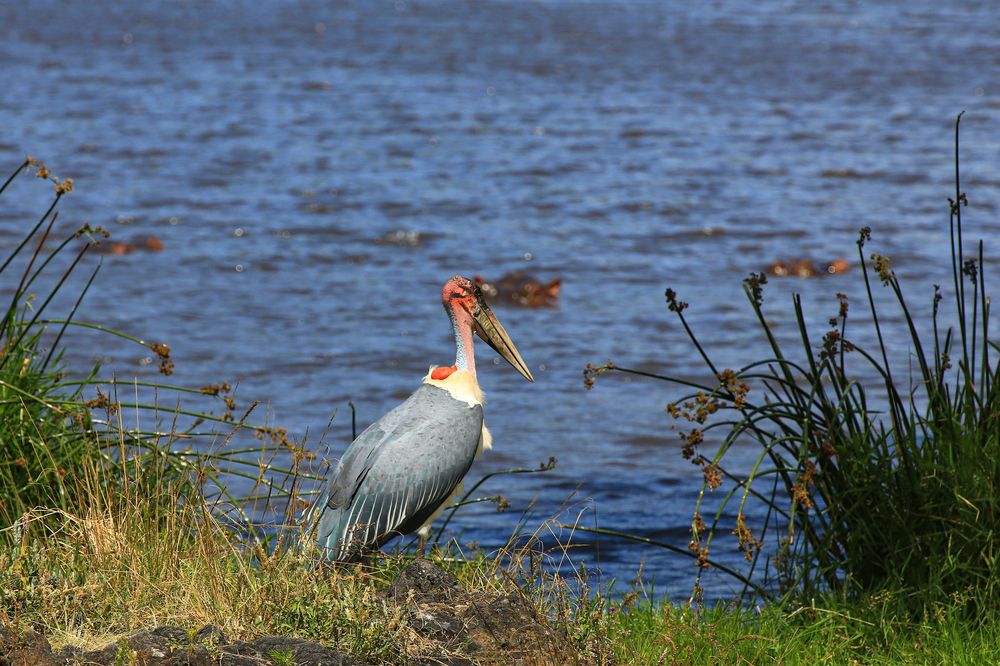 Marabu bei den Flusspferden