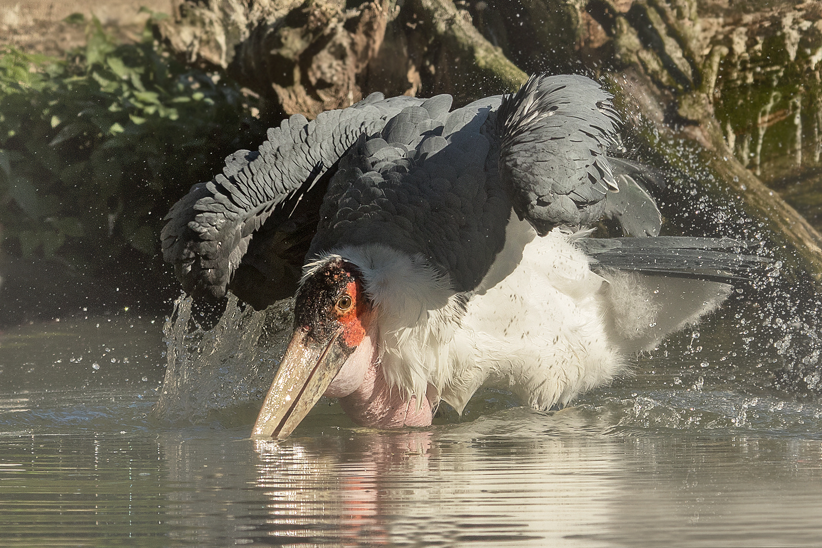 Marabu beim Baden